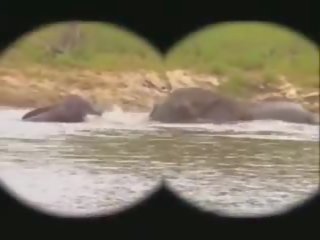 Parkere kruger: gratis kruger parkere kjønn film film fa